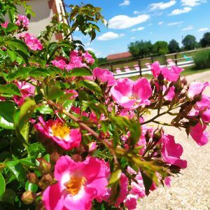 rosiers-piscine